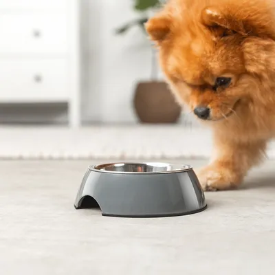 lionto gamelle chien Melamin antidérapante avec bol inox amovible