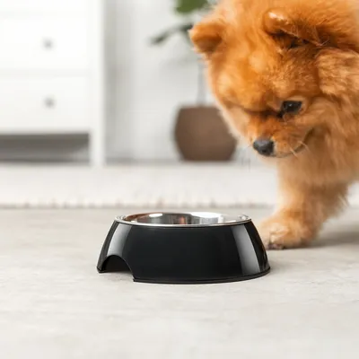 lionto gamelle chien Melamin antidérapante avec bol inox amovible lionto gamelle chien Melamin antidérapante avec bol inox amovible