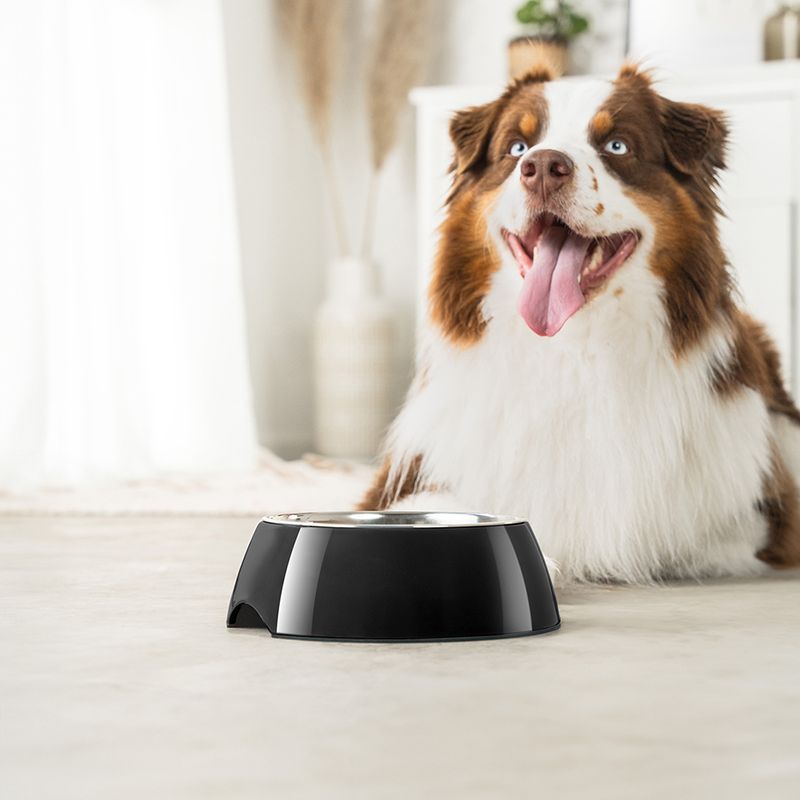 lionto gamelle chien Melamin antidérapante avec bol inox amovible