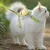 ZenPets Harnais pour chat Bee