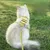 ZenPets Harnais pour chat Bee