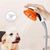IntiMeg Pommeau de douche pour animaux de compagnie