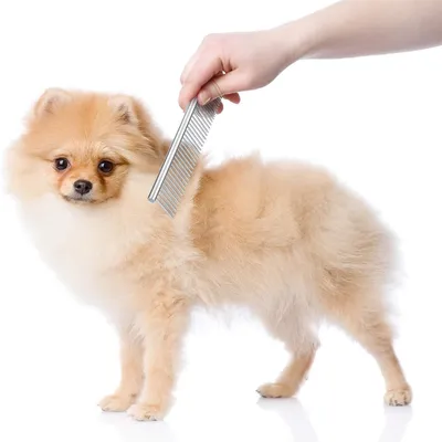 IntiMeg Peignes de toilettage pour animaux de compagnie 2 pièces