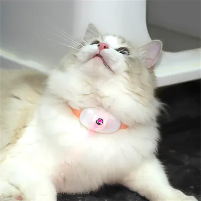 ZenPets Collier à laser pour chats
