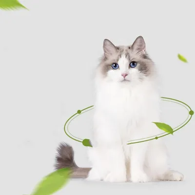 Intimeg Poudre d'herbe à chat 10 sachets