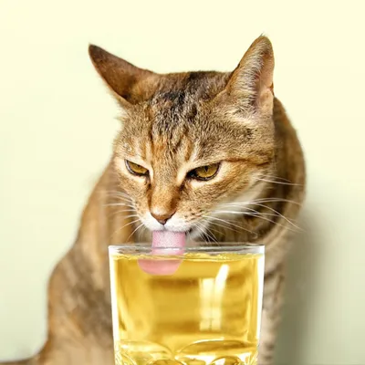 Intimeg Poudre d'herbe à chat 10 sachets