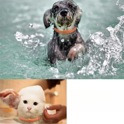 IntiMeg Collier apaisant pour chats