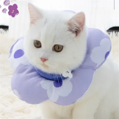 Collier anti-léchage pour chats IntiMeg