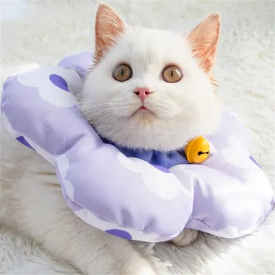 Collier anti-léchage pour chats IntiMeg