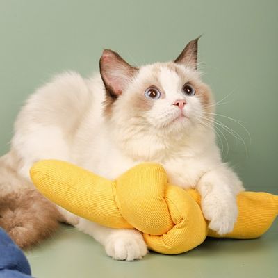 ZenPets Jouet pour chat en forme de bonbon