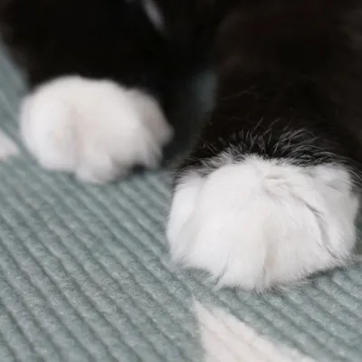 ZenPets Griffoirs pour chats découpables