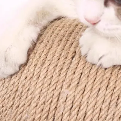 ZenPets Griffoir pour chat