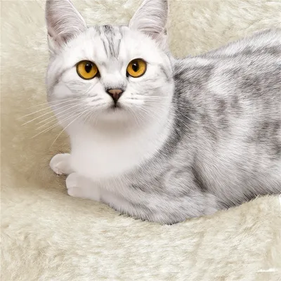 Yaheetech Arbre à Chat Solide