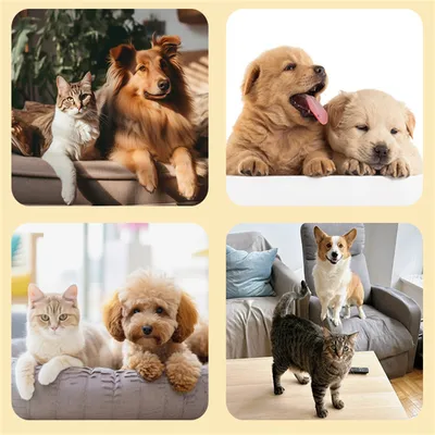 ZenPets Bas de protection pour pattes de compagnie
