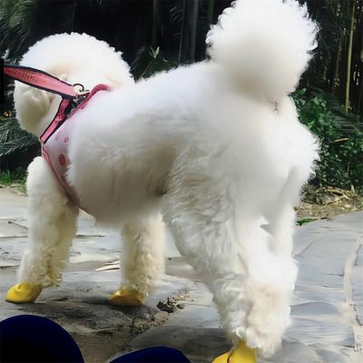 ZenPets Protecteurs de griffes en caoutchouc