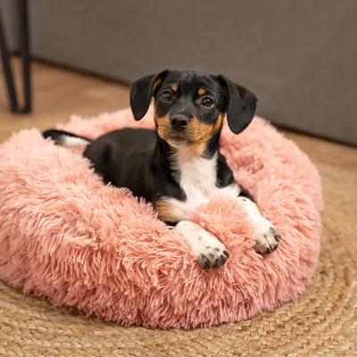 lionto Donut-Hundebett aus weichem Plüsch mit rutschfester Unterseite lionto Donut-Hundebett aus weichem Plüsch mit rutschfester Unterseite