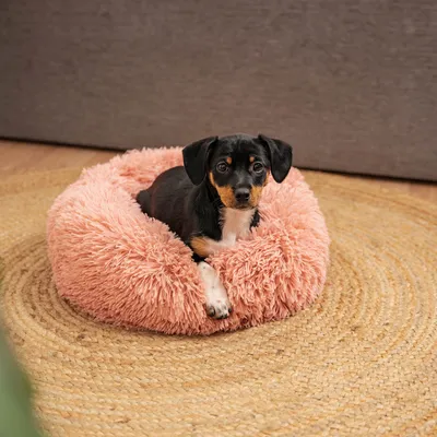 lionto Donut-Hundebett aus weichem Plüsch mit rutschfester Unterseite lionto Donut-Hundebett aus weichem Plüsch mit rutschfester Unterseite