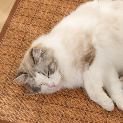 ZenPets Tapis respirant pour chats et chiens