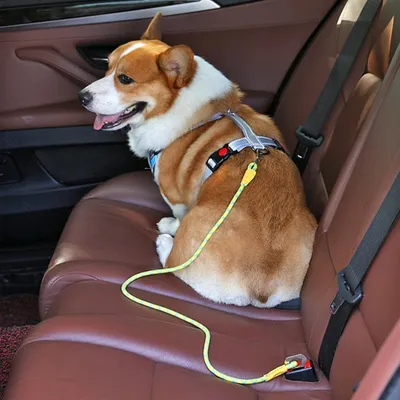IntiMeg Harnais de siège auto pour chien