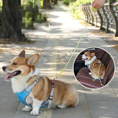 IntiMeg Harnais de siège auto pour chien