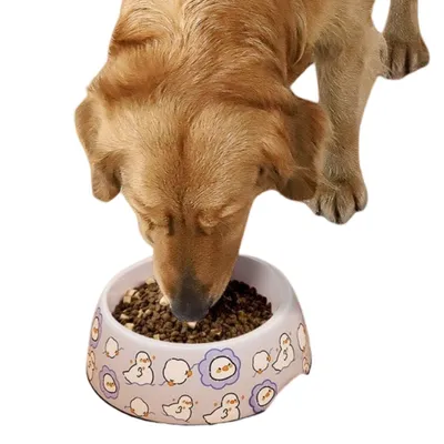 ZenPets Gamelle pour chien en acier inoxydable Duck