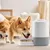 ZenPets Dispenseur d'aliments interactif pour animaux de compagnie
