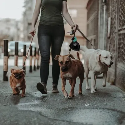 IntiMeg Porte-sacs à déjections chiens