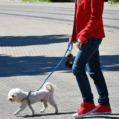 IntiMeg Porte-sacs à déjections chiens