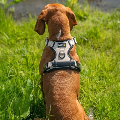lionto harnais pour chien rembourré nylon doux anti-traction lionto harnais pour chien rembourré nylon doux anti-traction