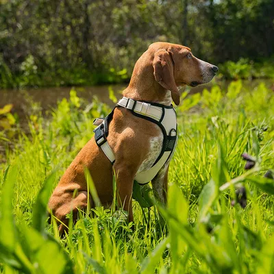 lionto Anti-Zug Hundegeschirr aus weichem Nylon mit Polsterung