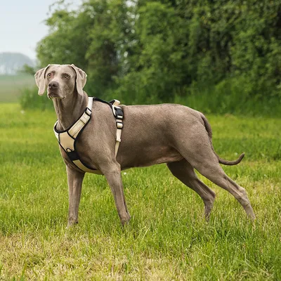 lionto Anti-Zug Hundegeschirr aus weichem Nylon mit Polsterung