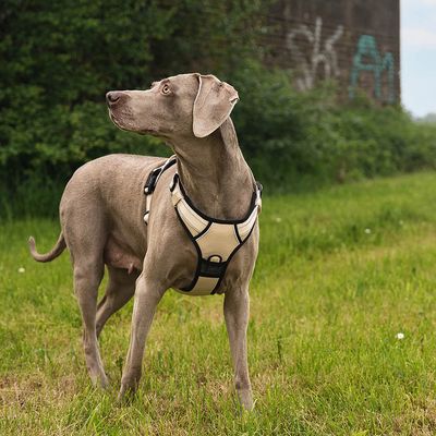 lionto Anti-Zug Hundegeschirr aus weichem Nylon mit Polsterung