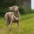 lionto harnais pour chien rembourré nylon doux anti-traction lionto harnais pour chien rembourré nylon doux anti-traction