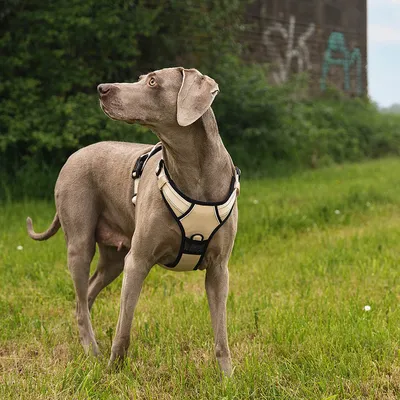 lionto harnais pour chien rembourré nylon doux anti-traction lionto harnais pour chien rembourré nylon doux anti-traction