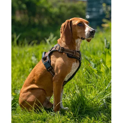 lionto harnais pour chien rembourré nylon doux anti-traction