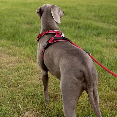 lionto Anti-Zug Hundegeschirr aus weichem Nylon mit Polsterung