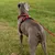 lionto harnais pour chien rembourré nylon doux anti-traction lionto harnais pour chien rembourré nylon doux anti-traction