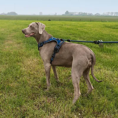lionto Anti-Zug Hundegeschirr aus weichem Nylon mit Polsterung