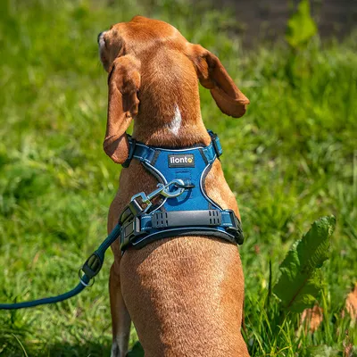 lionto harnais pour chien rembourré nylon doux anti-traction