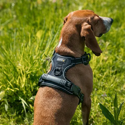 lionto harnais pour chien rembourré nylon doux anti-traction lionto harnais pour chien rembourré nylon doux anti-traction