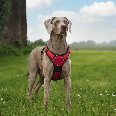 lionto Anti-Zug Hundegeschirr aus weichem Nylon mit Polsterung