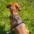 lionto harnais pour chien rembourré nylon doux anti-traction lionto harnais pour chien rembourré nylon doux anti-traction