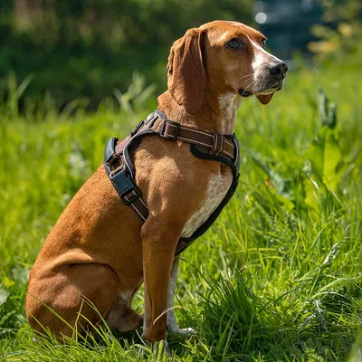 lionto harnais pour chien rembourré nylon doux anti-traction