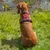 lionto harnais pour chien rembourré nylon doux anti-traction lionto harnais pour chien rembourré nylon doux anti-traction