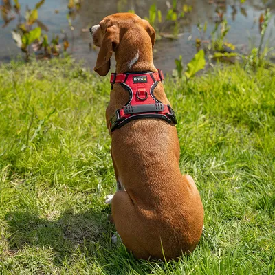 lionto harnais pour chien rembourré nylon doux anti-traction lionto harnais pour chien rembourré nylon doux anti-traction