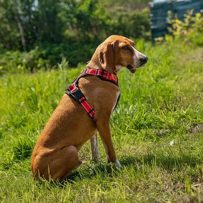 lionto Anti-Zug Hundegeschirr aus weichem Nylon mit Polsterung