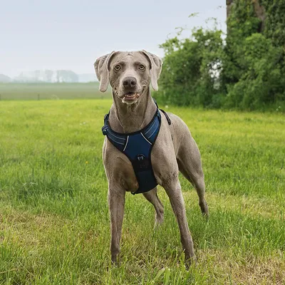 lionto harnais pour chien rembourré nylon doux anti-traction lionto harnais pour chien rembourré nylon doux anti-traction