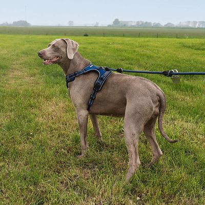 lionto Anti-Zug Hundegeschirr aus weichem Nylon mit Polsterung