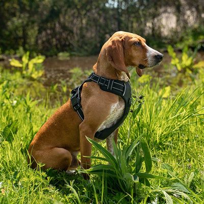 lionto Anti-Zug Hundegeschirr aus weichem Nylon mit Polsterung