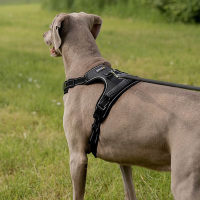 lionto Anti-Zug Hundegeschirr aus weichem Nylon mit Polsterung